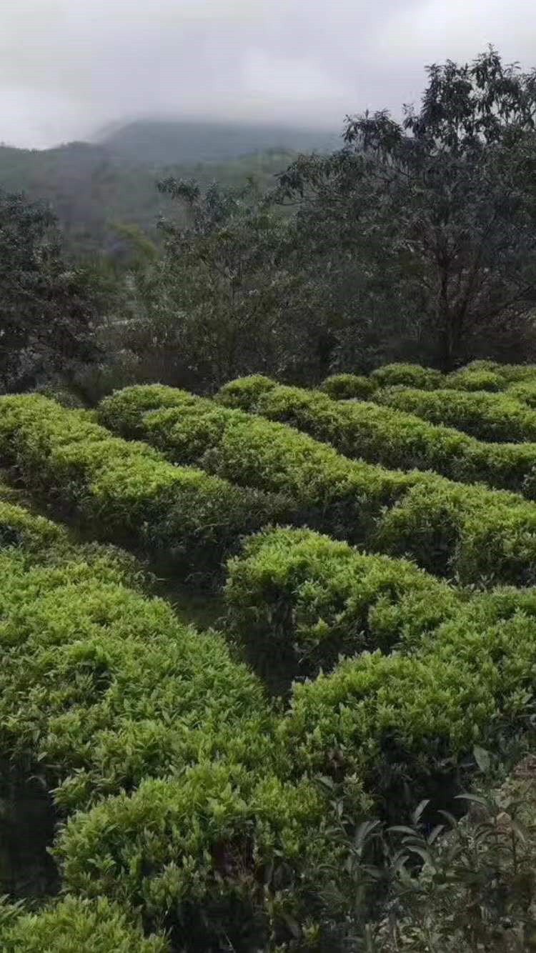 茶叶基地